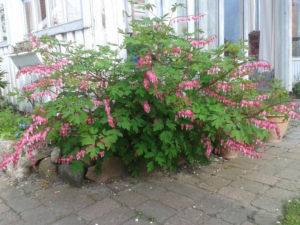 Belvedere B&B Svendborg Esterno foto